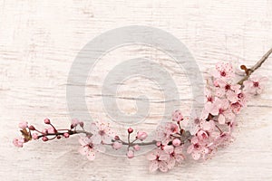 Flatlay of Japanese cherry blossom on light grey wooden underground with copy space