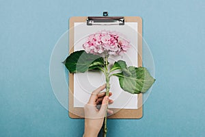 Flatlay of pink hortensia flower, clipboard and woman`s hand
