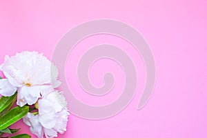 Flatlay with pink peon flowers on pink background. Copy space. photo