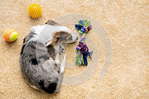 Flatlay, Puppy and Dog Toys lying at a brown floor, copyspace