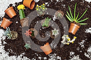 Flatlay, various sorts of cacti and other succulents on potting compost, repot and gardening