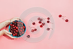 Flatlay of woman`s hands holding blue bowl full of fresh organic cherries