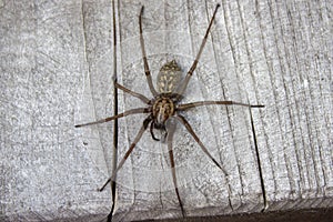 Flatly view giant house spider on wood