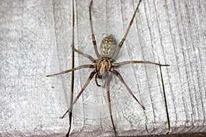 Flatly view giant house spider on wood