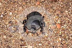 Flattened Giant dung beetle Pachylomerus femoralis, Kruger National Park