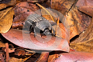 Flattened Giant dung beetle Pachylomerus femoralis, Kruger National Park