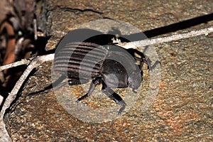 Flattened Giant dung beetle Pachylomerus femoralis, Kruger National Park