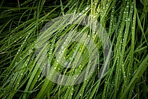 Flattened Grasses Covered In Raindrops