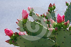 Flattened leaflike stems and flowers of Opuntia