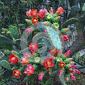 Flattened leaflike stems and flowers of Opuntia  prickly pear