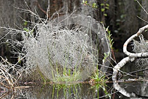 Flattened Pipewort plant in the Okefenokee Swamp National Wildlife Refuge, Georgia USA photo