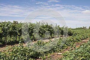 Flattened Rows of Chardonnay Vines.