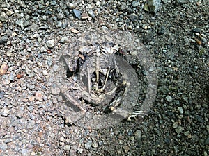 Toad Skeleton