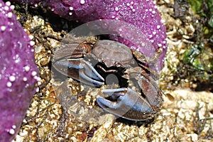 Flattop Crab with Blue Claws