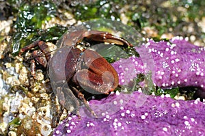 Flattop Crab with an Ochre Star