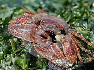 Flattop Crab - Petrolisthes eriomerus