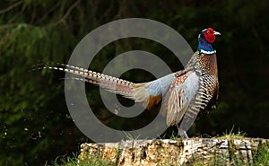 The Flatulent Pheasant photo