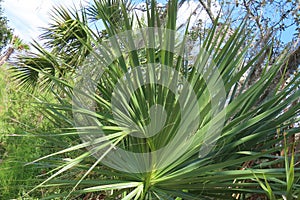 Flatwoods with saw palmetto in Florida wild forest