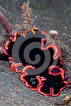 Flatworm