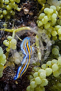 Flatworm crawling in green grape algae in Derawan, Kalimantan, Indonesia underwater photo