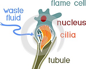 Flatworm flame cell. Structure of element of excretory system with title. Protonephridia of planaria