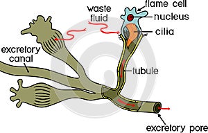 Flatworm flame cell. Structure of element of excretory system with title. Protonephridia of planaria and other flatworm