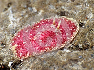 Flatworm Paraplanocera sp