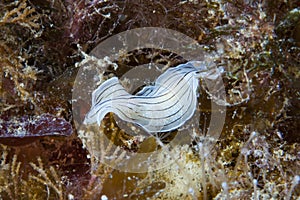 Flatworm Prostheceraeus vittatus Mediterranean Sea