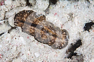 Flatworm on Seafloor in Indonesia photo