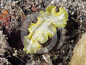 Flatworm Tunicate pseudoceros