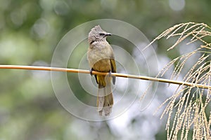 Flavescent Bulbul Pycnonotus flavescens Beautiful Birds of Thailand