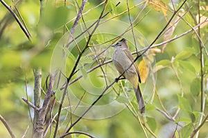 flavescent bulbul or Pycnonotus flavescens, a species of songbird observed in Khonoma in Nagaland, India