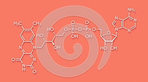 Flavin adenine dinucleotide FAD redox coenzyme molecule. Skeletal formula. photo