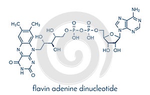 Flavin adenine dinucleotide FAD redox coenzyme molecule. Skeletal formula. photo