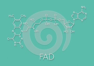 Flavin adenine dinucleotide FAD redox coenzyme molecule. Skeletal formula. photo