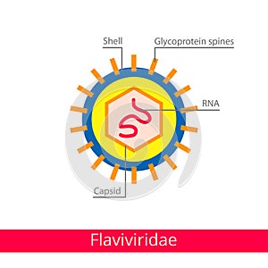 Flaviviridae. Classification of viruses.