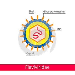 Flaviviridae. Classification of viruses. photo