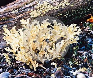 Flavocetraria cucullata lichens boreal forest