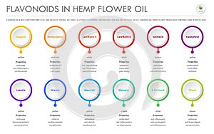 Flavonoids in Hemp Flower Oil horizontal business infographic