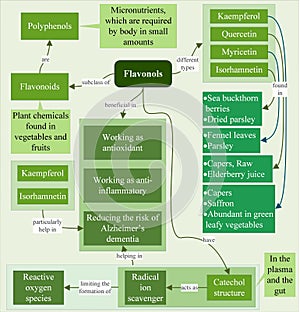 Flavonols are beneficial in reducing the risk of Alzheimer`s dementia