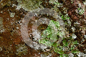 Flavoparmelia caperata macrolichens on bark