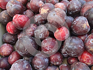 Flavor King pluot, Prunus 'Flavor King'