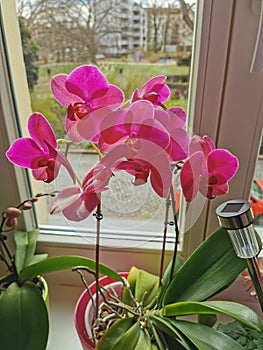 Flavour rose Nature Orchidee