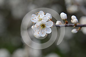 Flawer Cherry Blossom