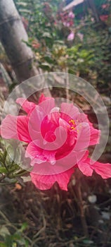 Flawer in the garden