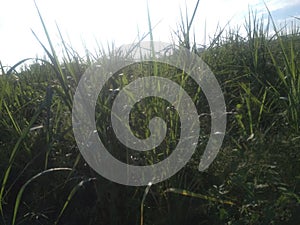 A flawless rare close up of green leaved sugarcanes