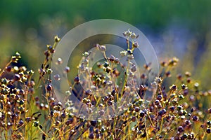 Flax(Alsi) Plants With Bud in Field.