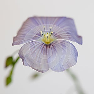 Flax blue flowers