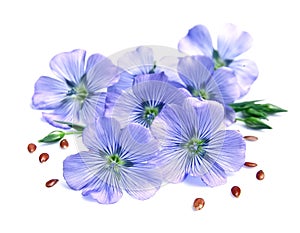 Flax blue flowers