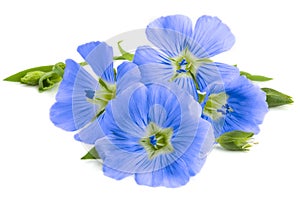 Flax blue flowers closeup isolated on white background.